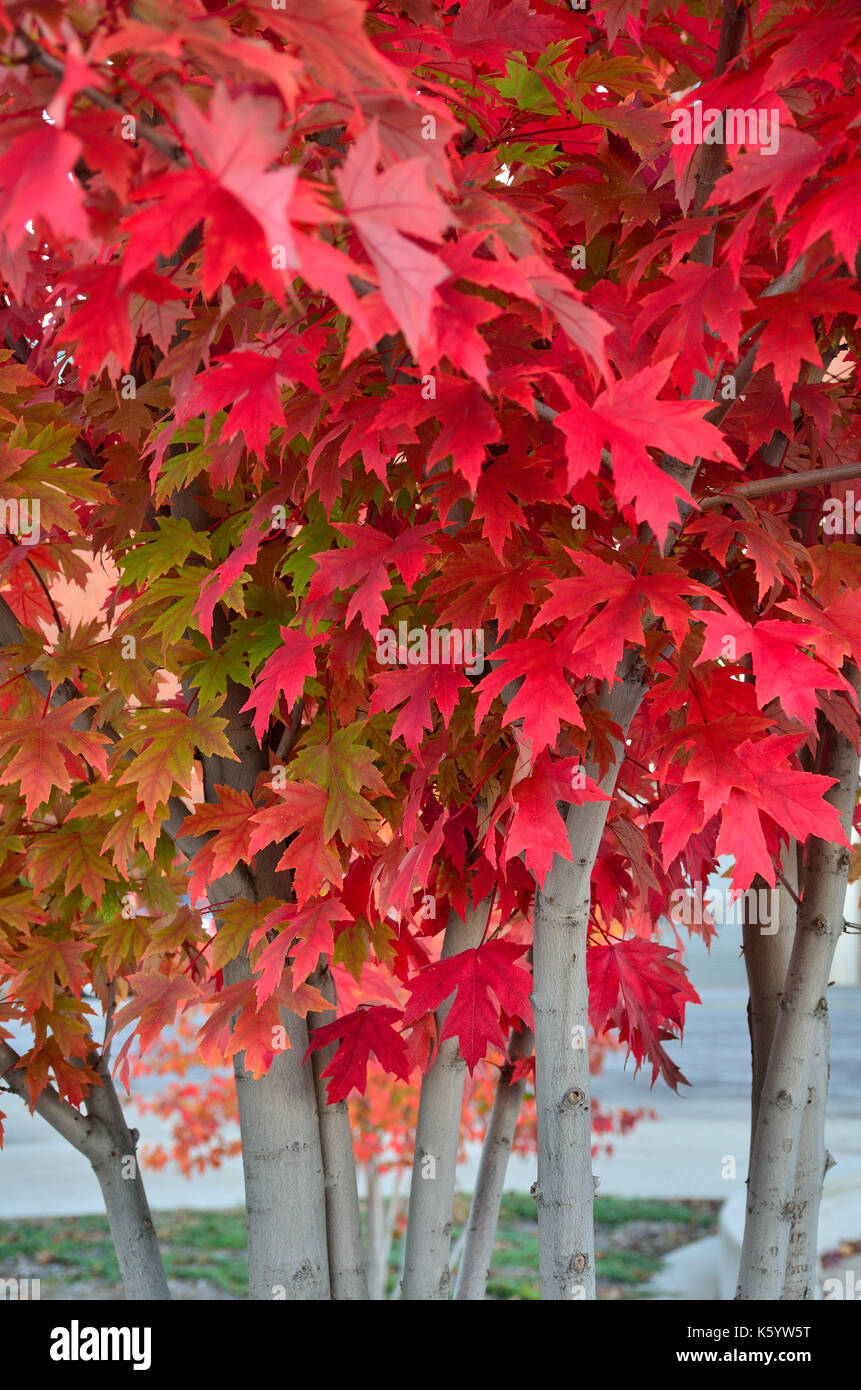 Red birch leaves hi-res stock photography and images - Alamy