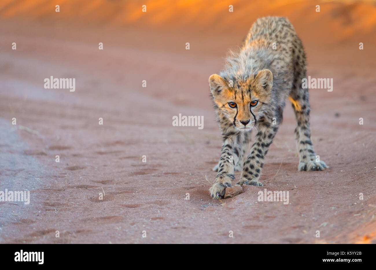 Cheetah Cub Stock Photo