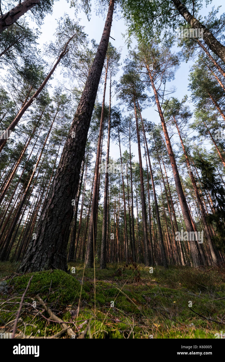 Forest trees and blue sky. Upside view. Pine trees Stock Photo - Alamy