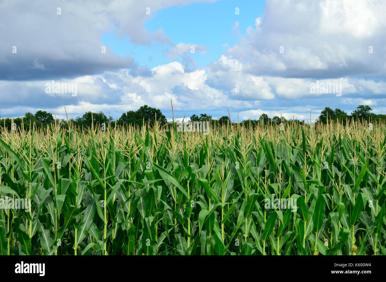 Kansas cornfield with bright blue sky and large puffy clouds Stock Photo Alamy