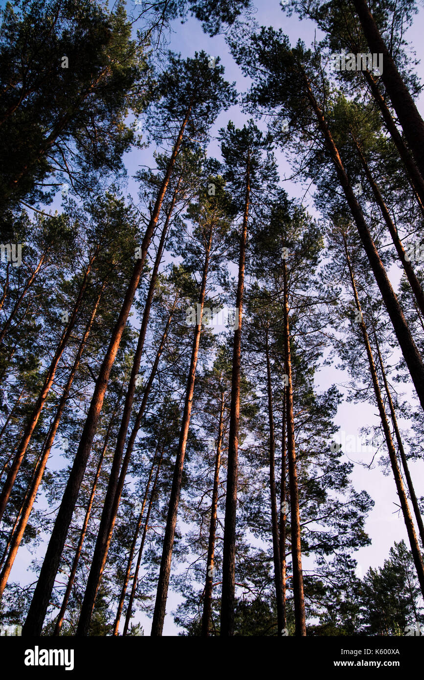 Forest trees and blue sky. Upside view. Pine trees Stock Photo - Alamy