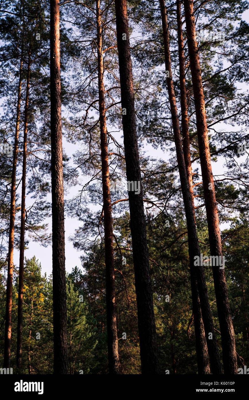 Forest trees and blue sky. Upside view. Pine trees Stock Photo - Alamy