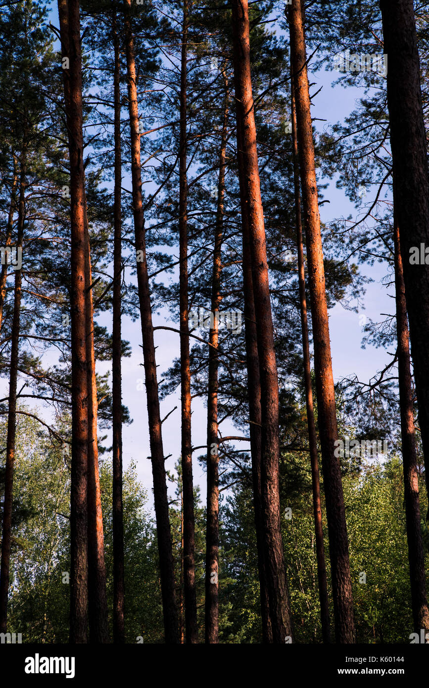Forest trees and blue sky. Upside view. Pine trees Stock Photo - Alamy