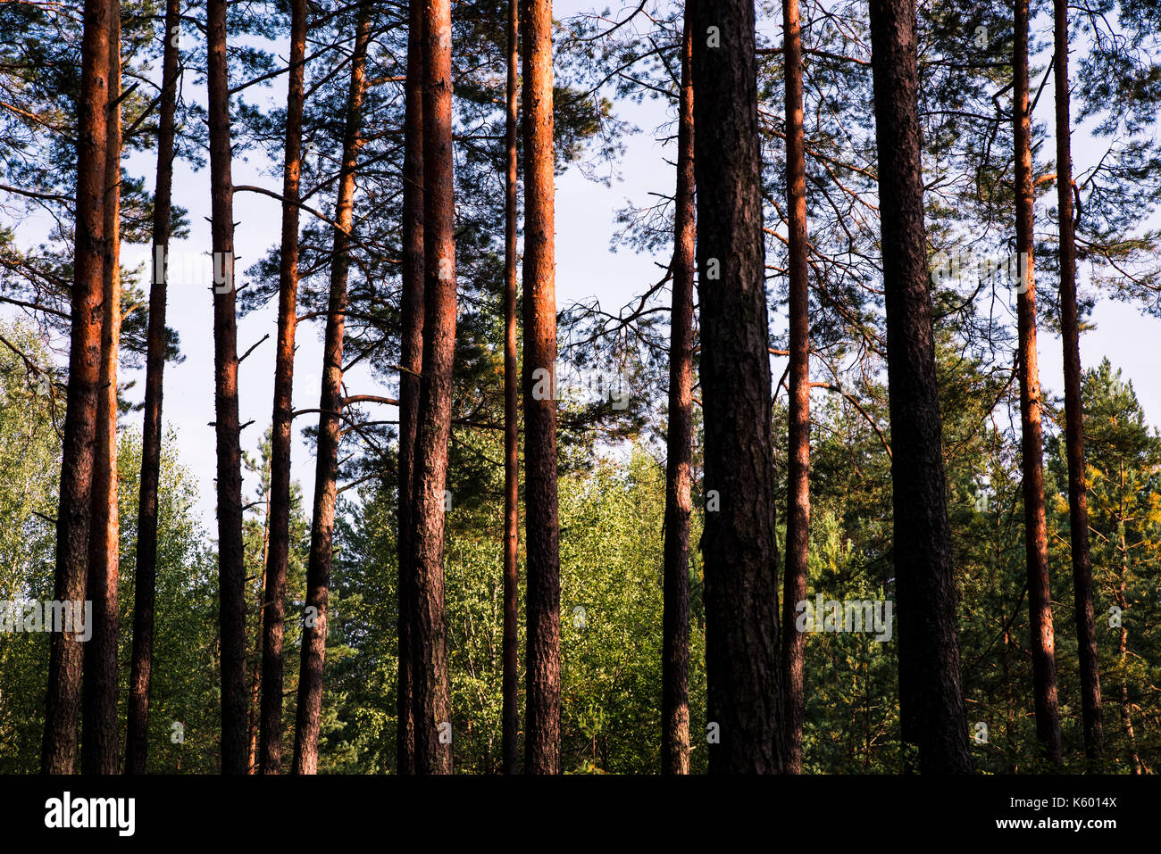 Forest trees and blue sky. Upside view. Pine trees Stock Photo - Alamy