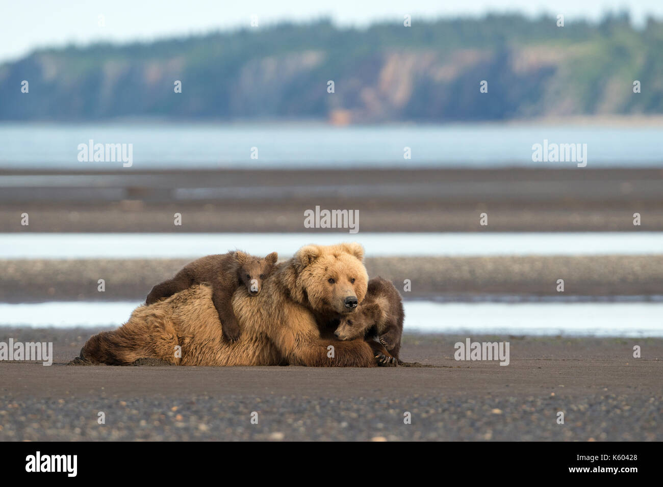 Coastal Brown Bear Sow with Cubs on Tidal Flat Stock Photo