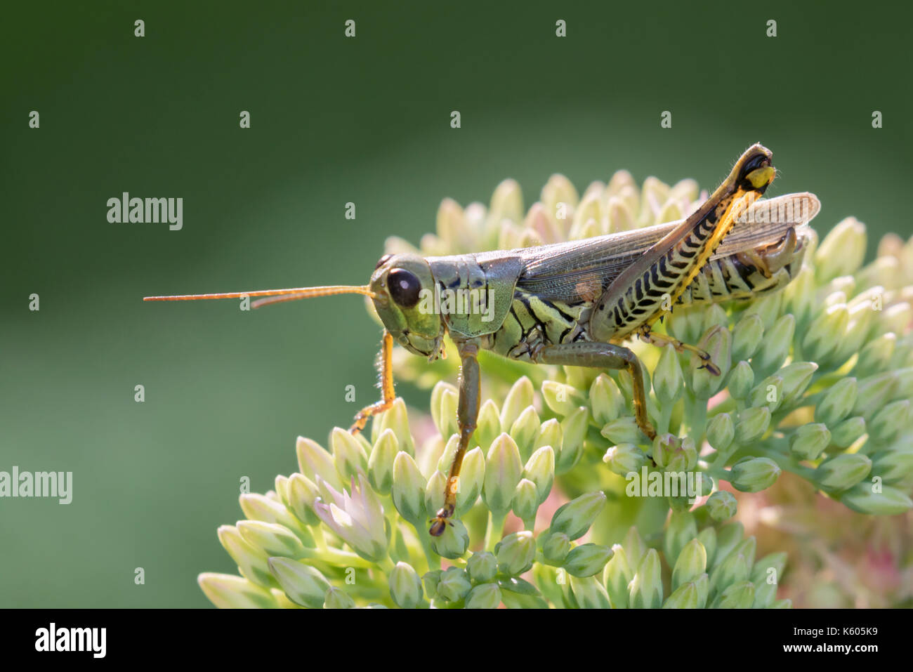 Differential (Melanoplus differentialis) on flowers, Ames