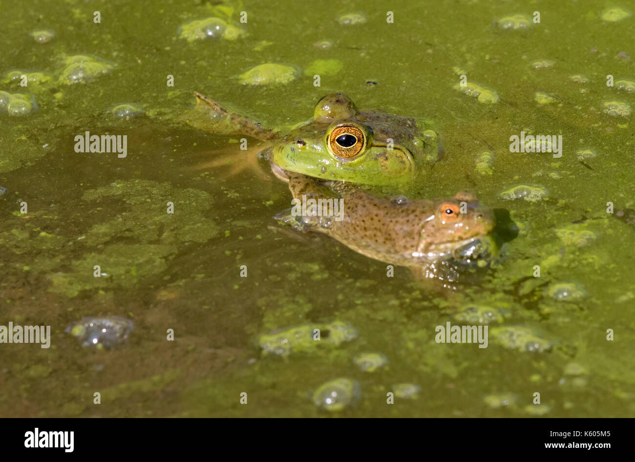 American bullfrog (Lithobates catesbeianus) attacking a young green frog (Rana clamitans) in a forest swamp, Ames, Iowa, USA Stock Photo