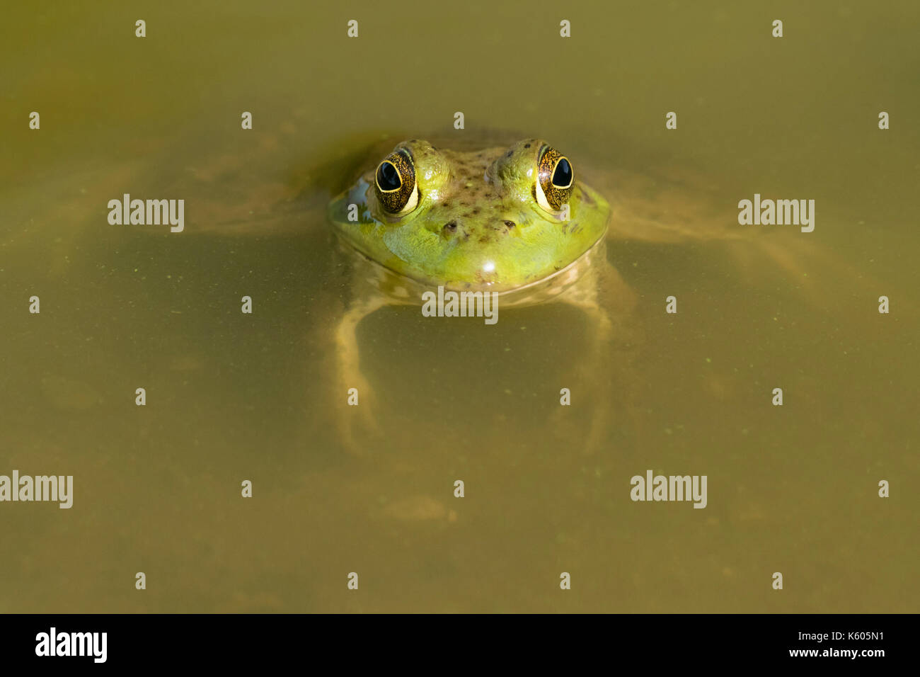 American billfrog (Lithobates catesbeianus) submerged in water in a forest lake, Ames, Iowa, USA Stock Photo