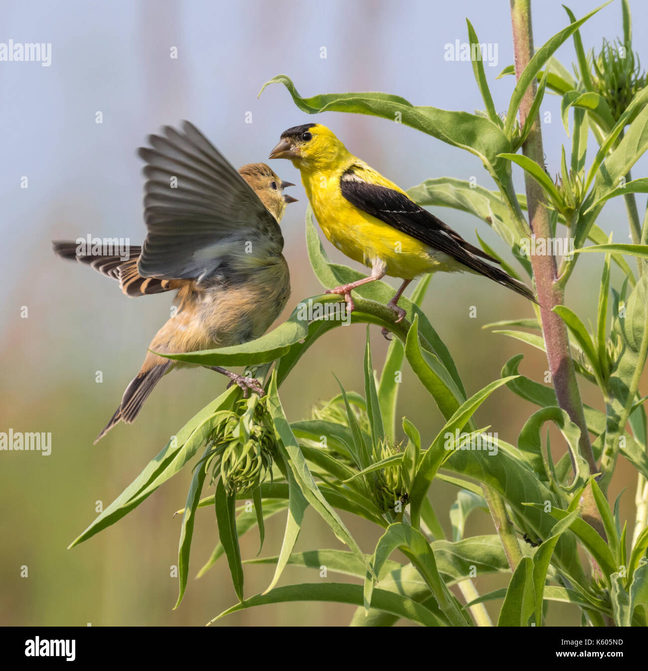 Male American goldfinch (Spinus tristis) with a fledgling begging for food, Ames, Iowa, USA Stock Photo