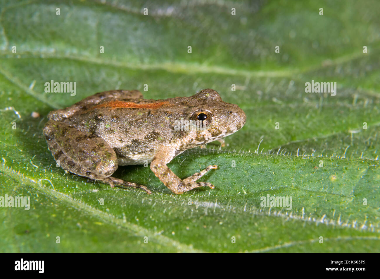 Blanchard’s Northern Cricket Frog (Acris crepitans blanchardi) on a leaf, Ames, Iowa, USA Stock Photo