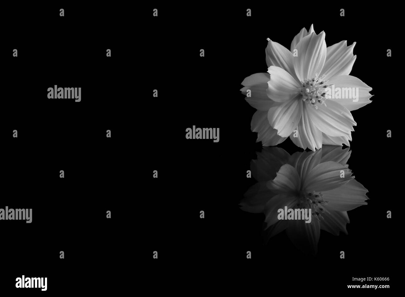 Cosmos flower Black and White Stock Photos & Images - Alamy