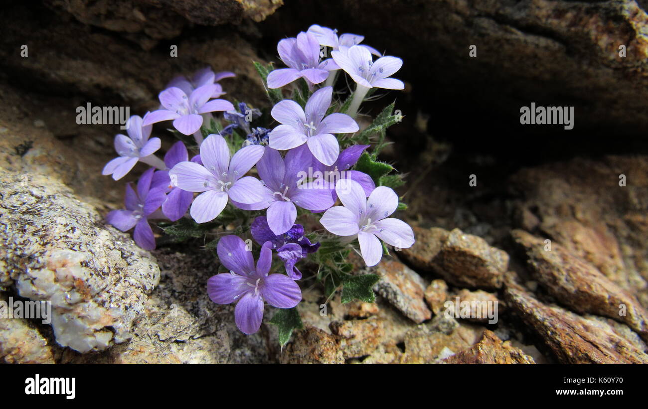 Bristly Gilia (Langloisia setosissima) purple desert rock flowers in Anza-Borrego Southern california wildflowers Stock Photo