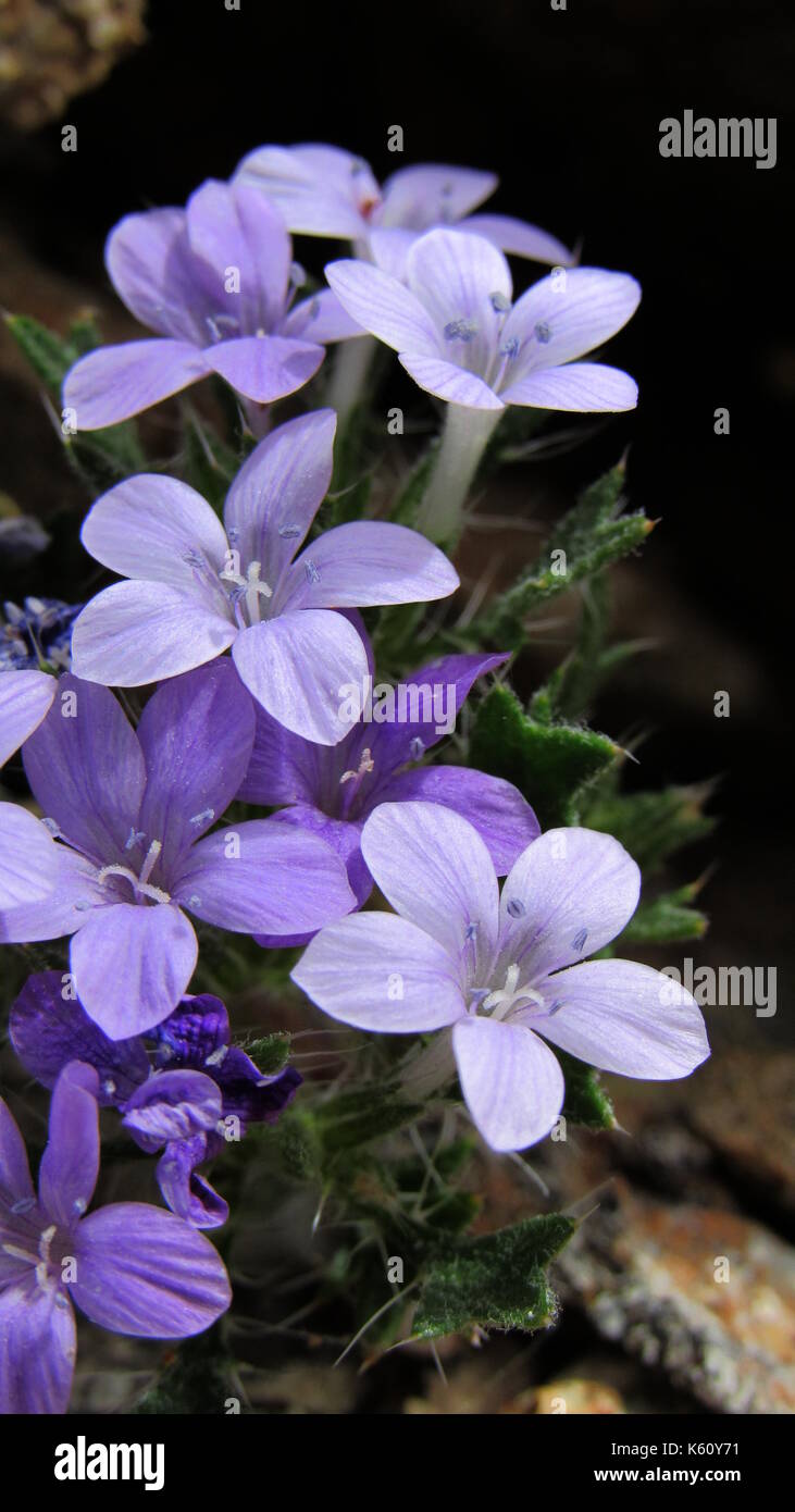 Bristly Gilia (Langloisia setosissima) purple desert rock flowers in Anza-Borrego Southern california wildflowers Stock Photo