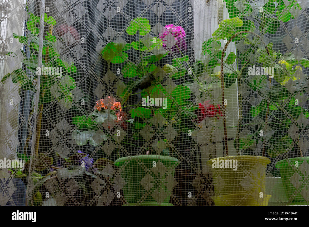 Flowers on the windowsill Stock Photo Alamy