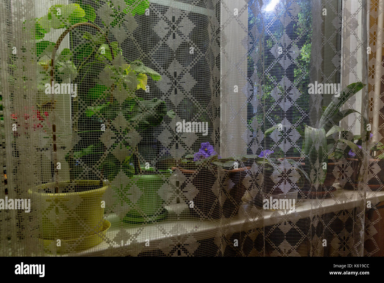 Flowers on the windowsill Stock Photo