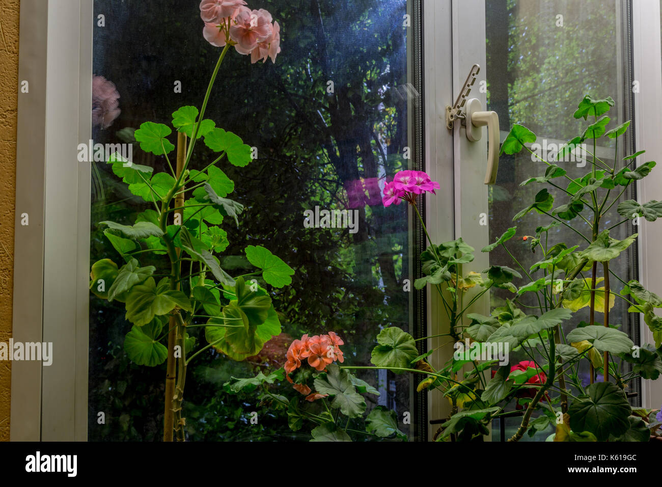 Flowers on the windowsill Stock Photo Alamy