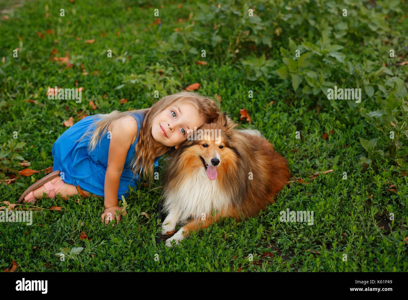 Cute little girl with a dog Sheltie breed. Best friends forever. Dog