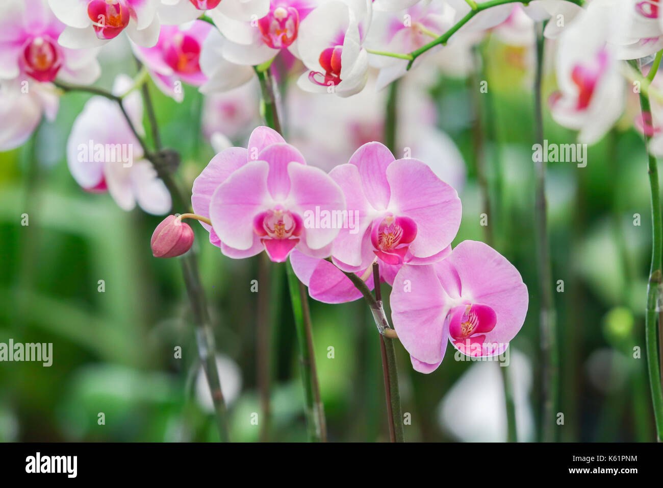 beautiful orchid Stock Photo