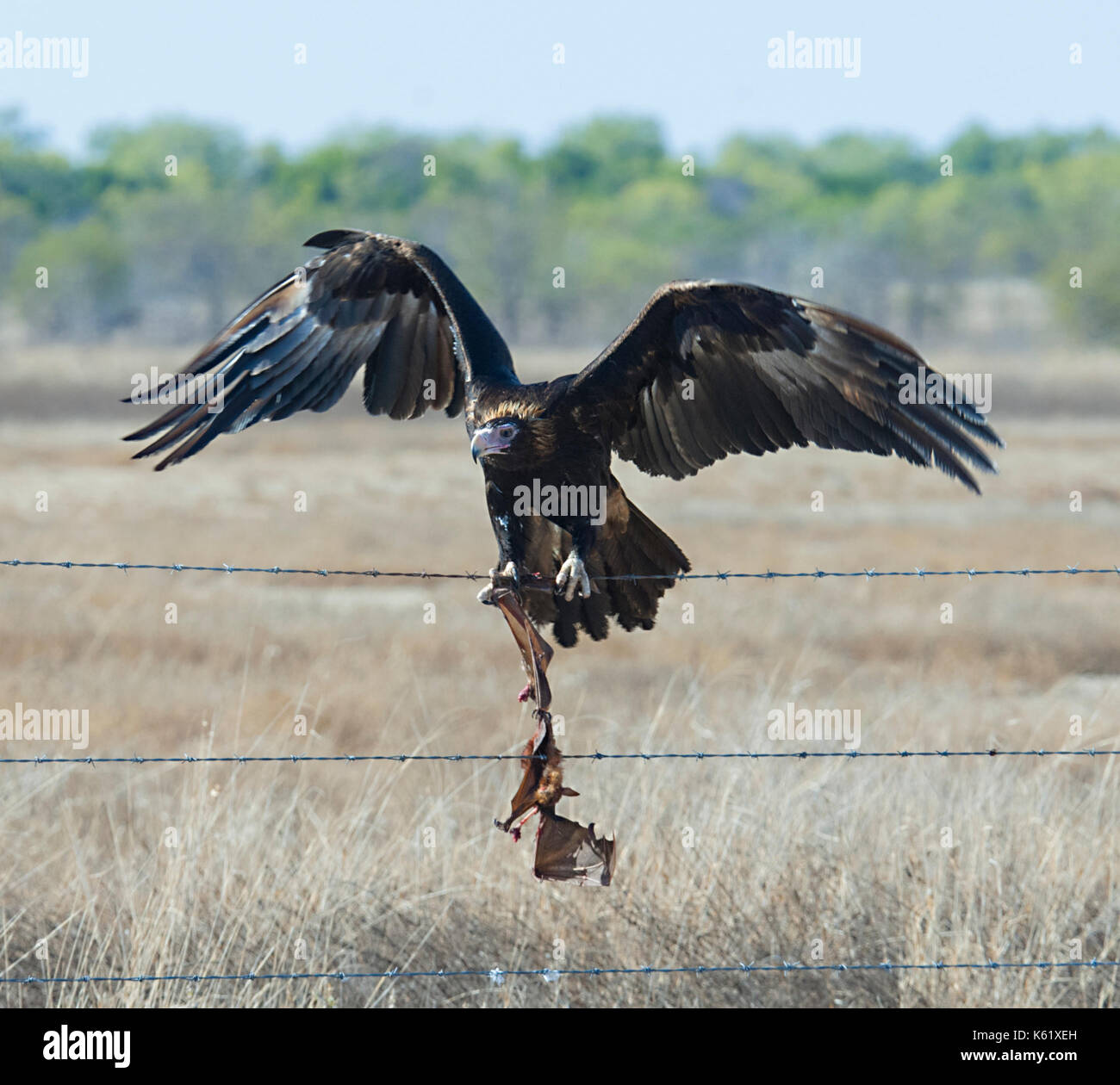 Wedge-tailed Eagle (Aquila audax) with a dead bat entangled in barbed wire, Queensland, QLD, Australia Stock Photo
