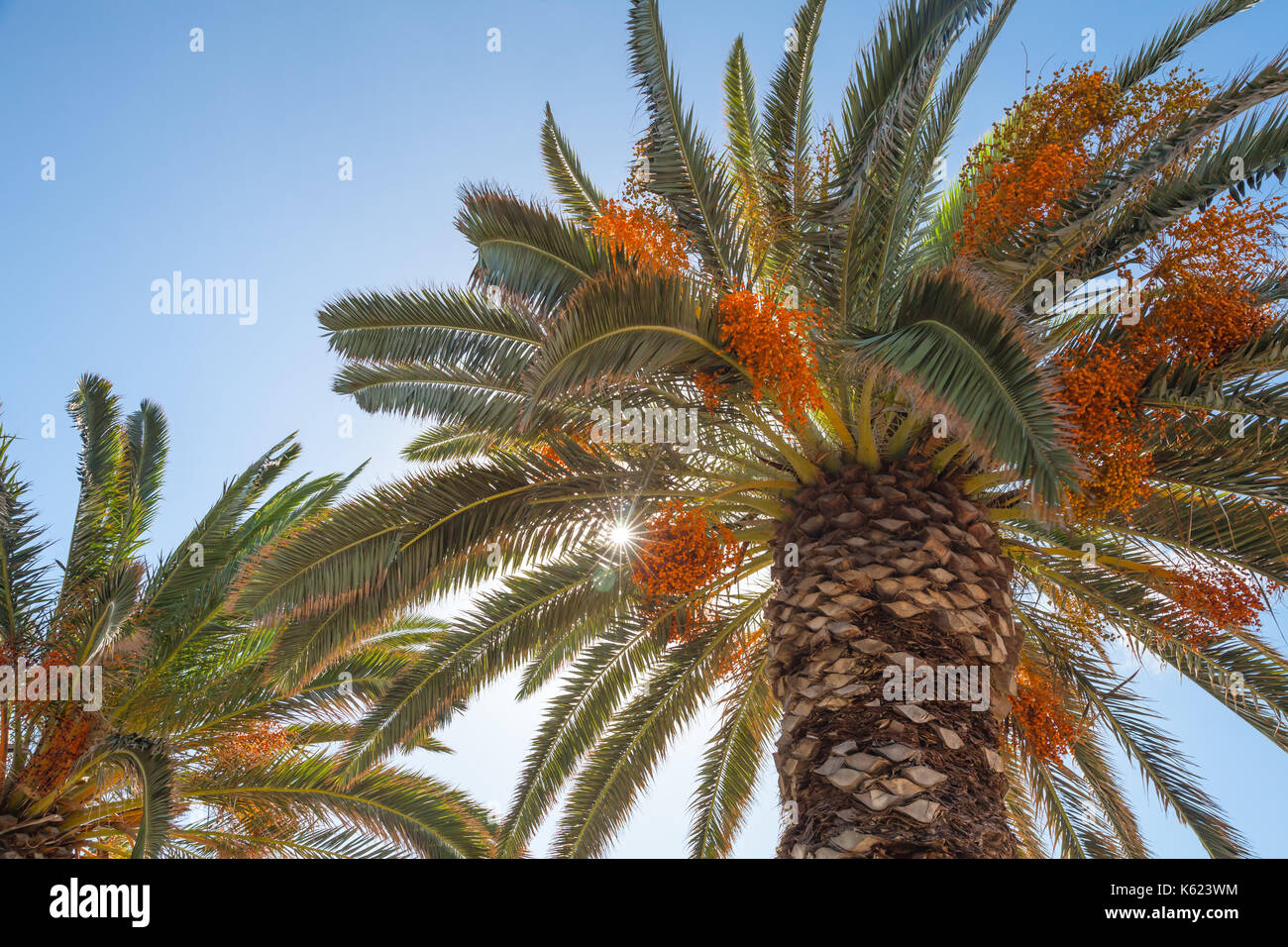 Date palm trees with edible sweet fruits under blue sky Stock Photo Alamy