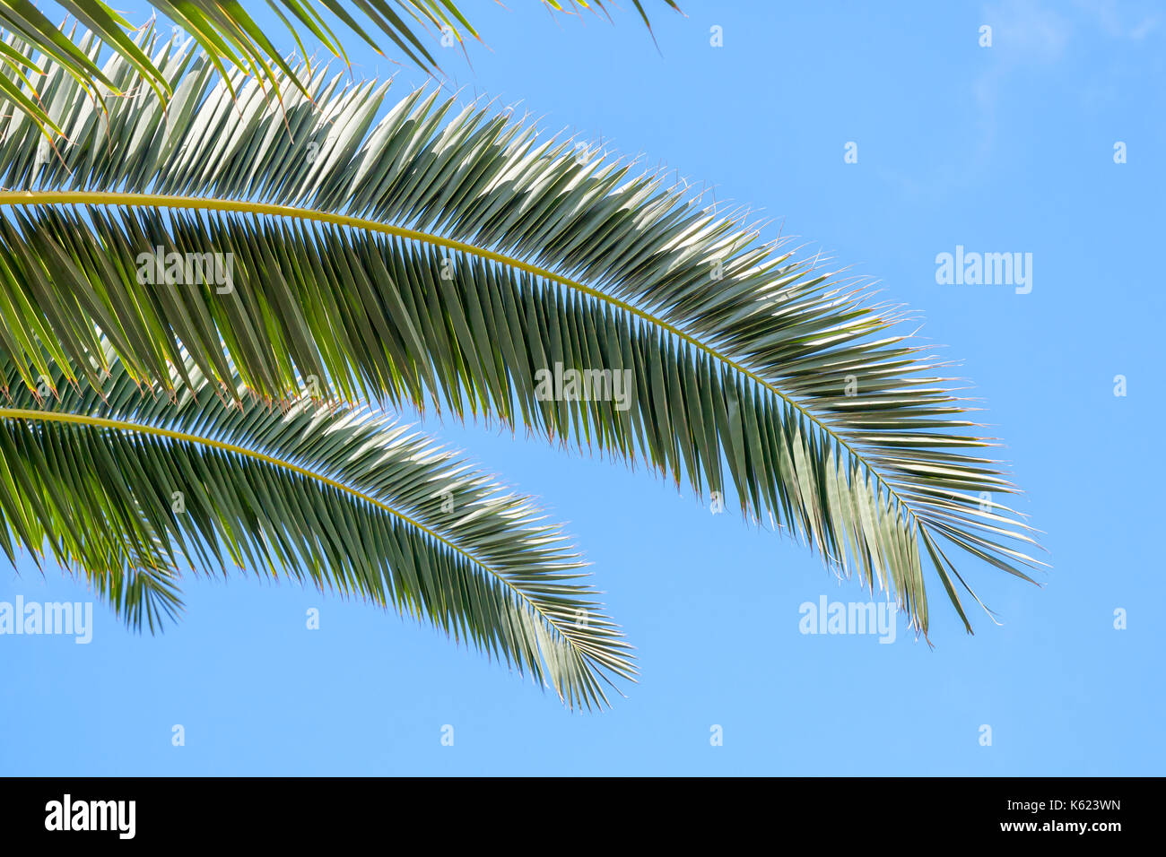 Palm tree leaves over blue sky background Stock Photo - Alamy