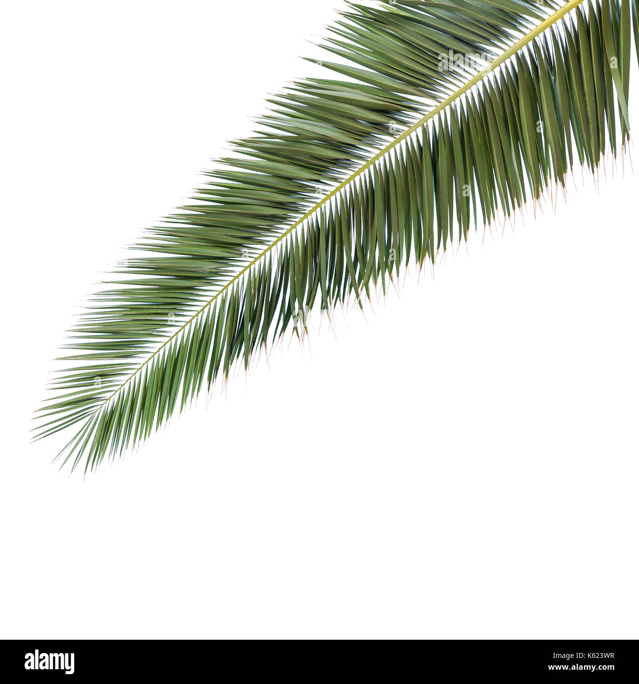 Green leaf of palm tree isolated on white background Stock Photo - Alamy
