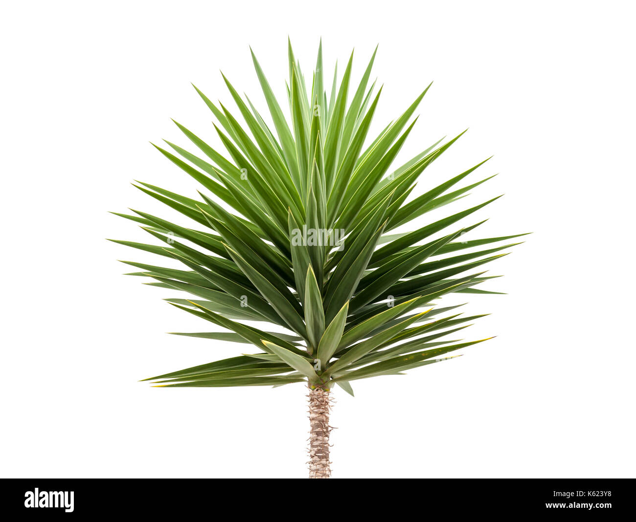 Green Yucca plant isolated on white background Stock Photo Alamy