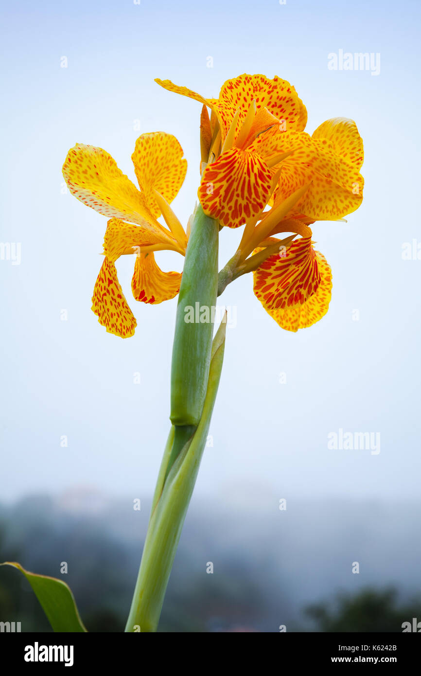 Bright Indian canna lily flower, close up photo with foggy blue background Stock Photo
