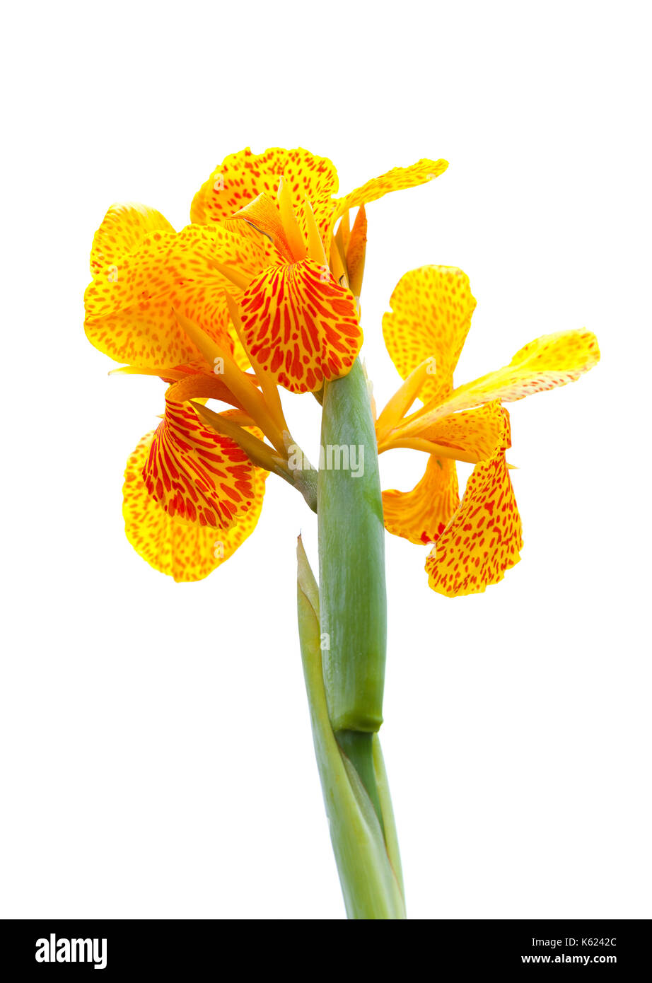 Bright Indian canna lily flower, close up photo isolated on white background Stock Photo