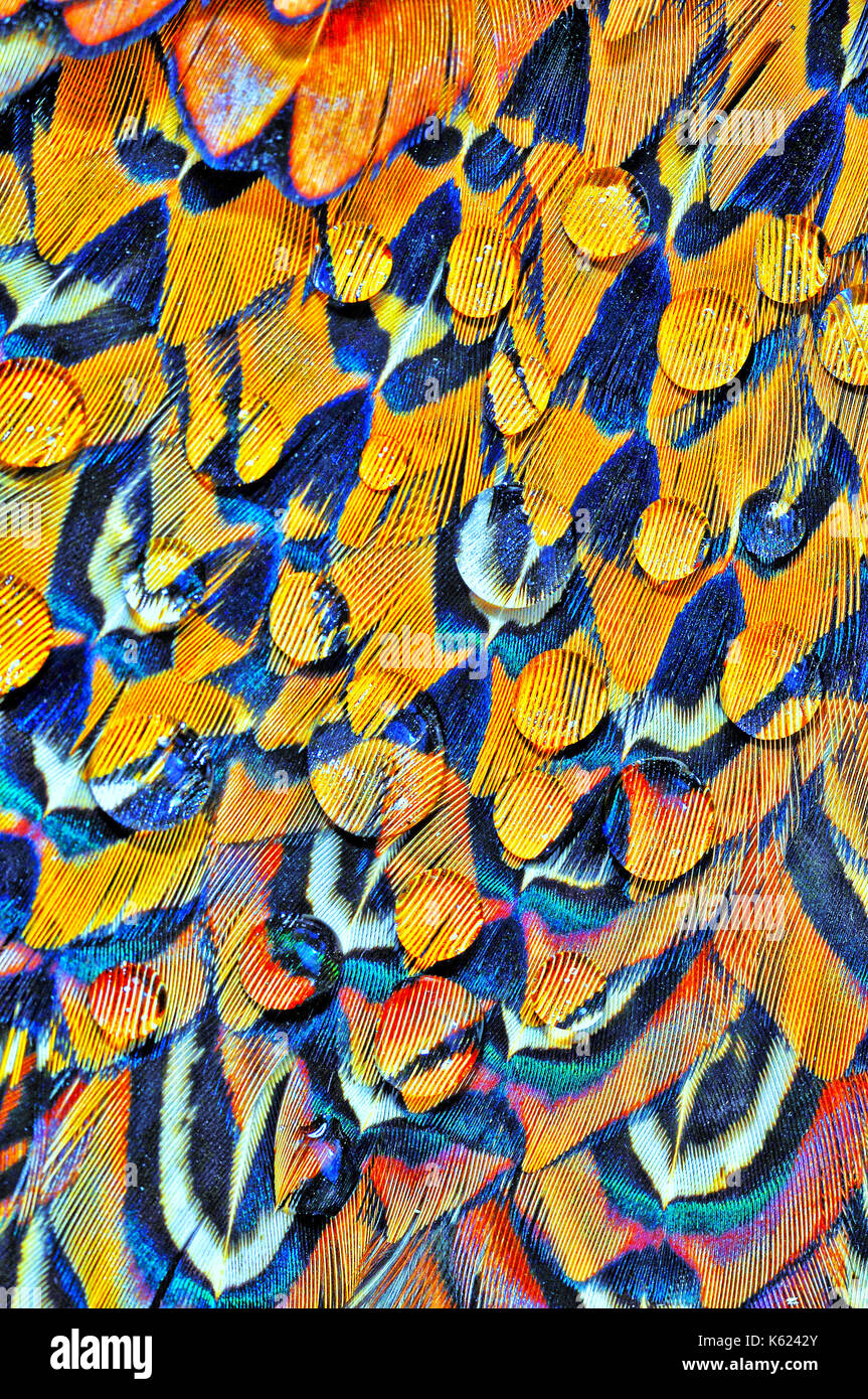 Water droplets on a Pheasants feathers Stock Photo