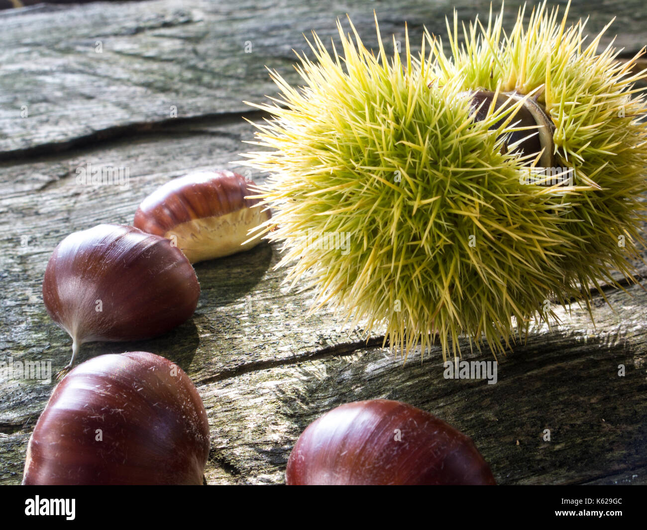 Chestnuts and burr on a wooden surface with bright autumn colors Stock Photo