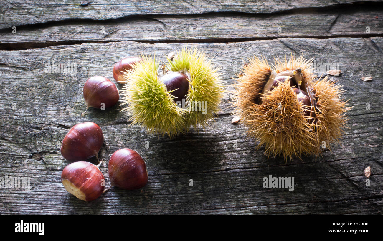 Five chestnuts on wooden table and two burrs with autumn colors Stock Photo