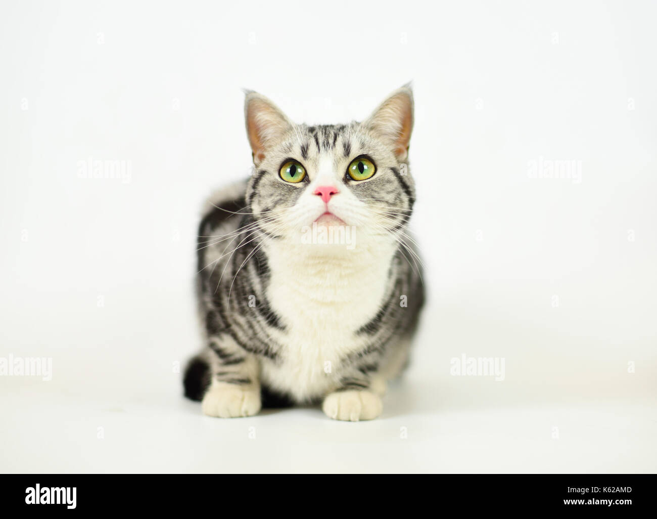 Silver-spotted tabby Cat with white background Stock Photo