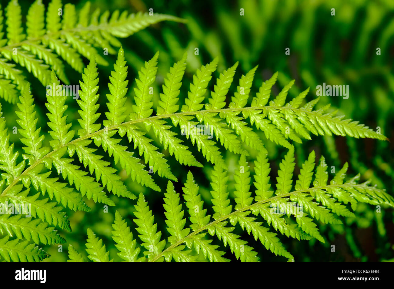 tree fern fronds Stock Photo