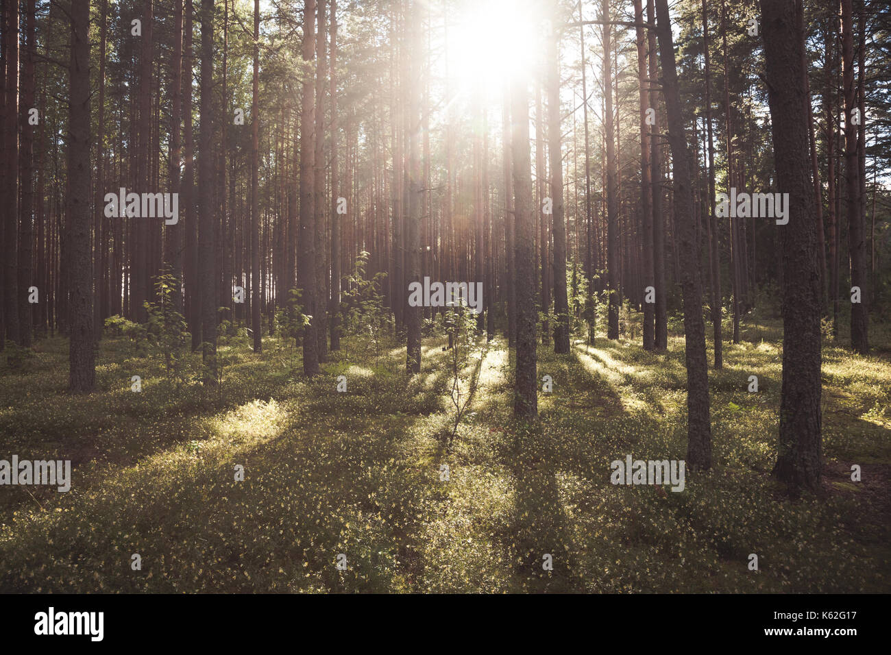 Fir forest on a summer day Stock Photo - Alamy