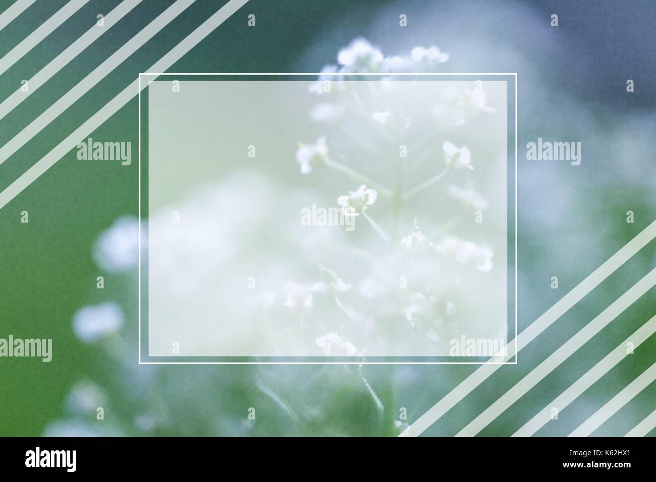vector background with Flower Stock Vector Image & Art - Alamy