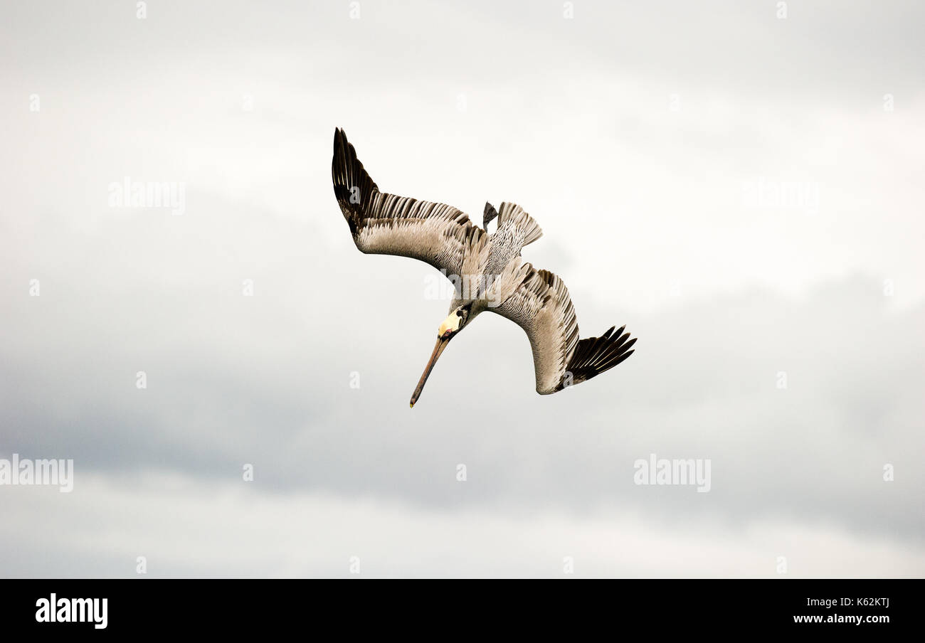 Pelican diving flying is a beautiful feathered pacific coast pelican diving towards the ocean water. Stock Photo