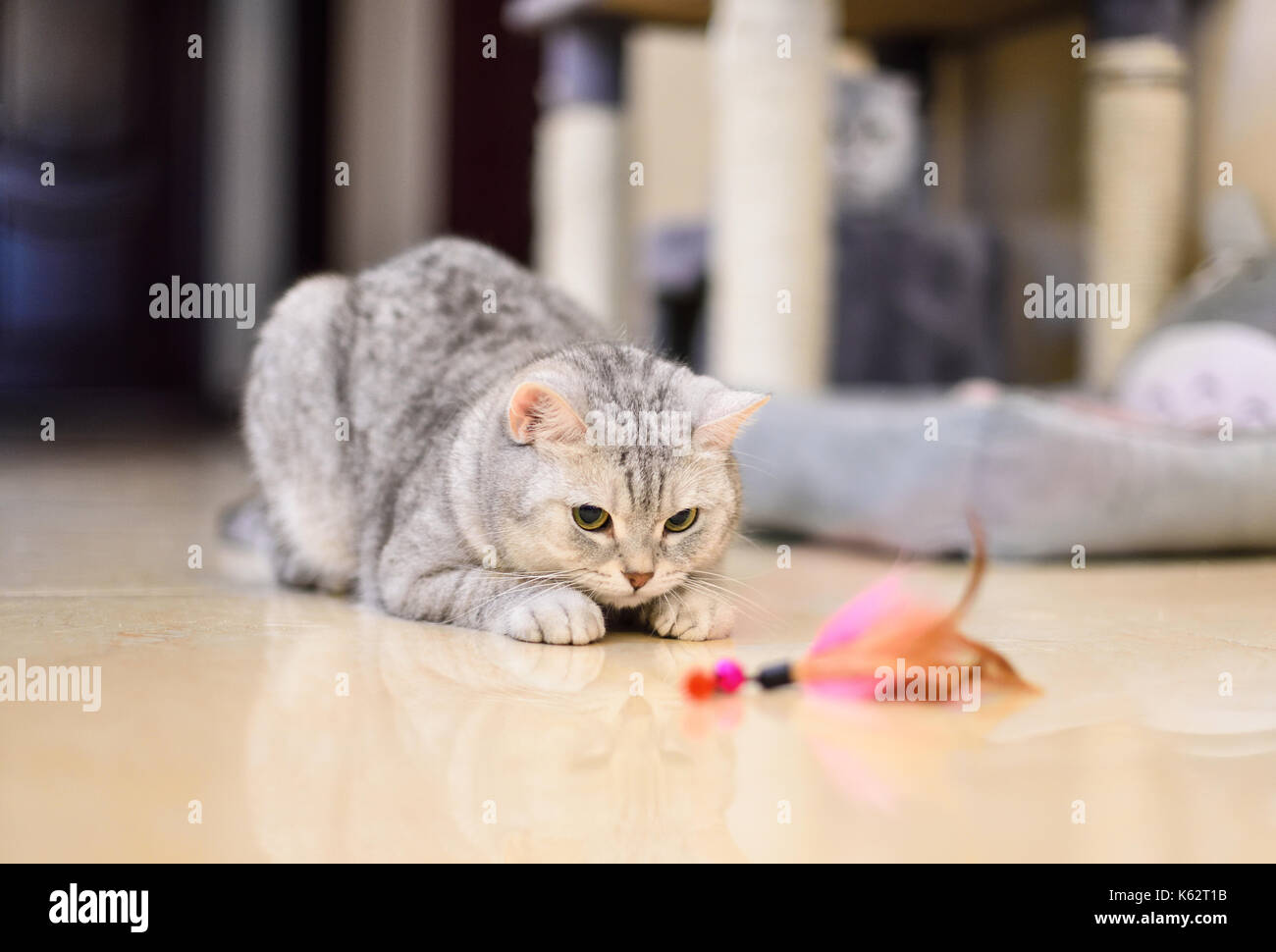 Child cat feather play hires stock photography and images Alamy