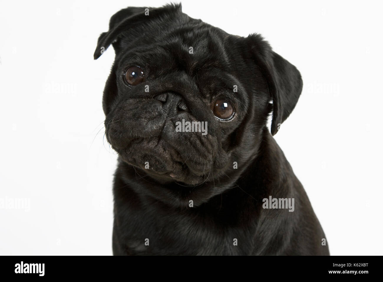Black Pug Stock Photo
