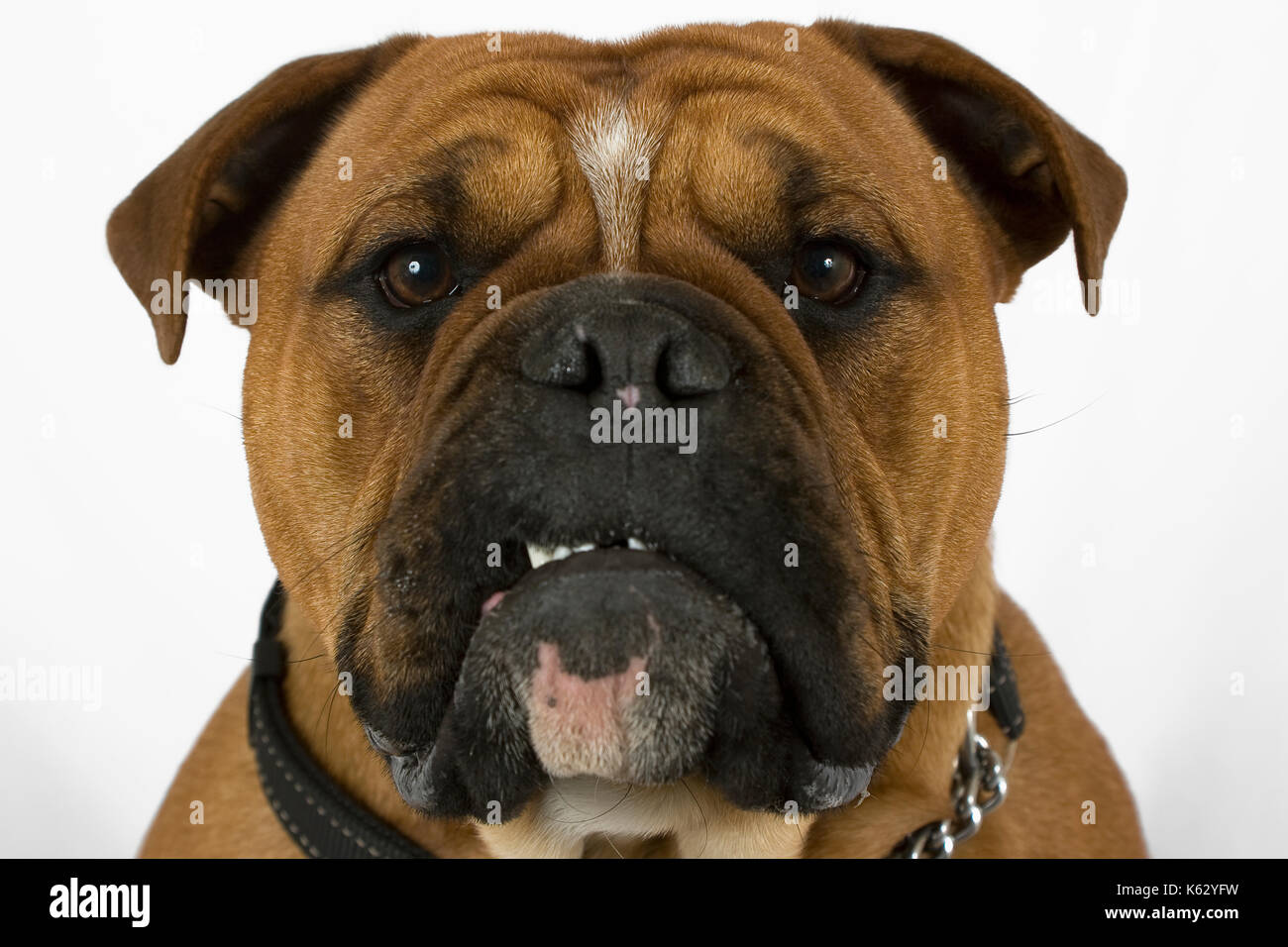 Are Boxer Dogs Considered Dangerous