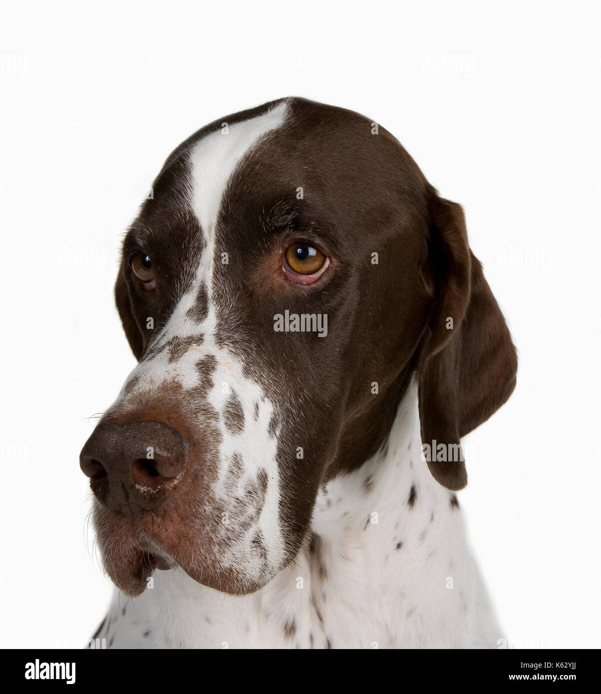 English pointer hires stock photography and images Alamy