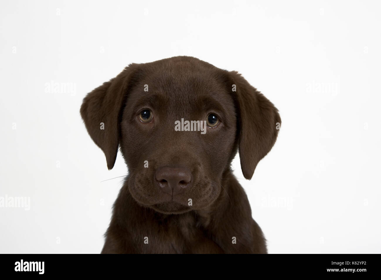 brown labrador puppy Stock Photo