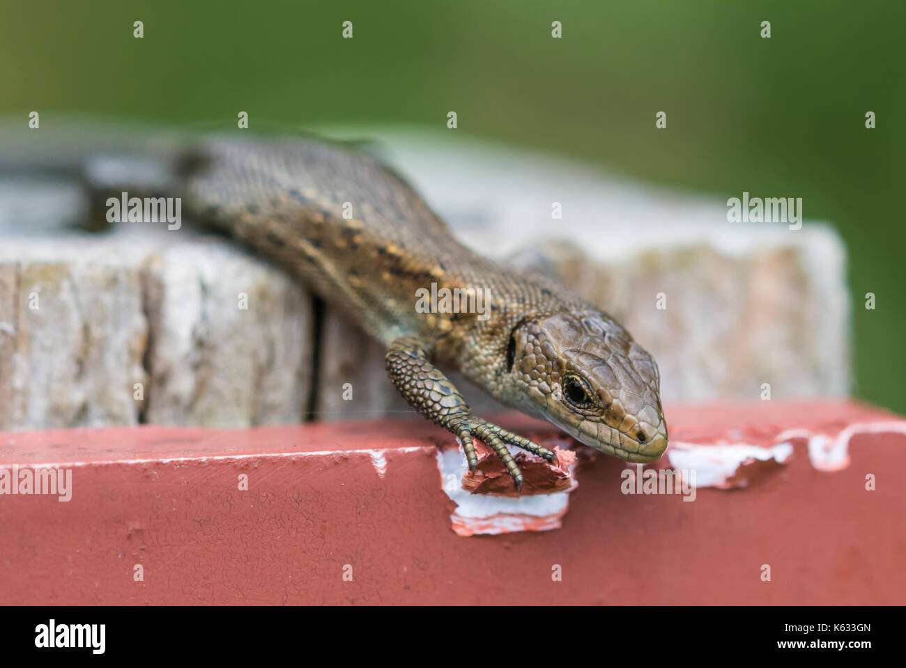 Common Lizard adult (Zootoca vivipara), AKA Viviparous lizard or Eurasian lizard near water, in Autumn in Southern England, UK. Lizard closeup. Stock Photo