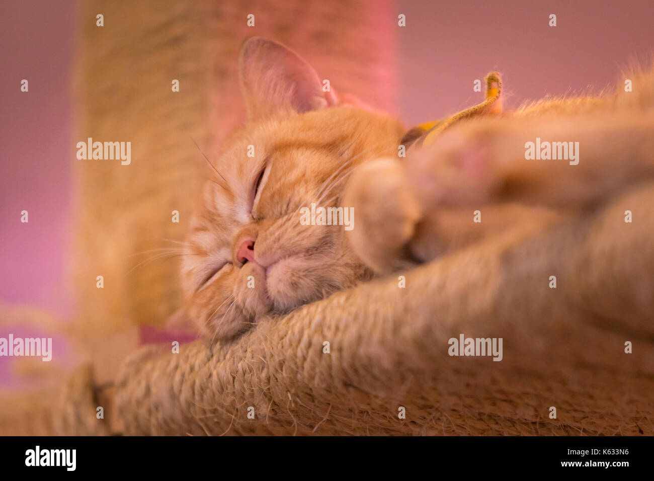Peaceful orange red tabby cat male kitten curled up sleeping Stock ...