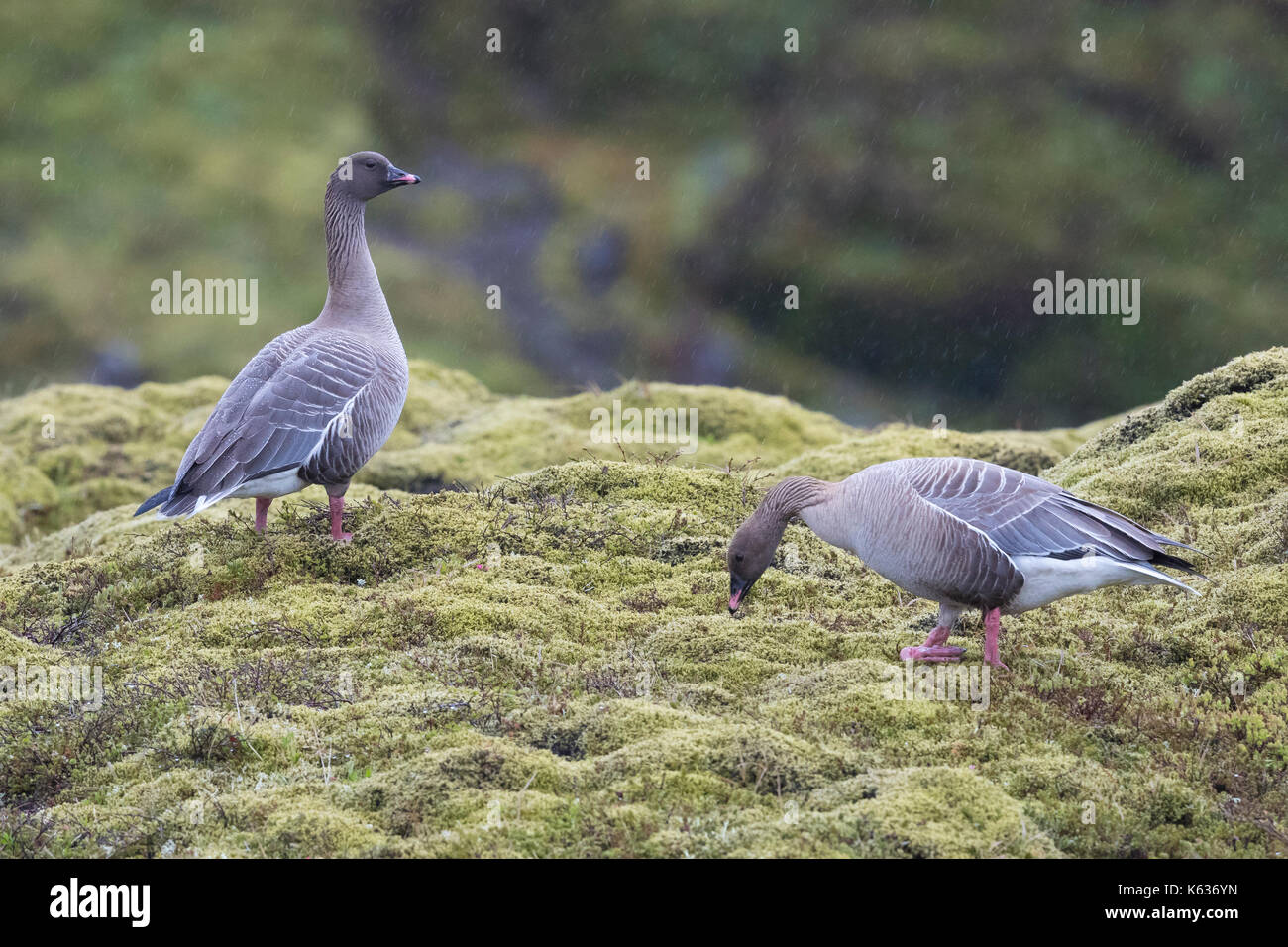 Pink-footed Goose (Anser brachyrhynchus), adult standing in its breeding habitat Stock Photo