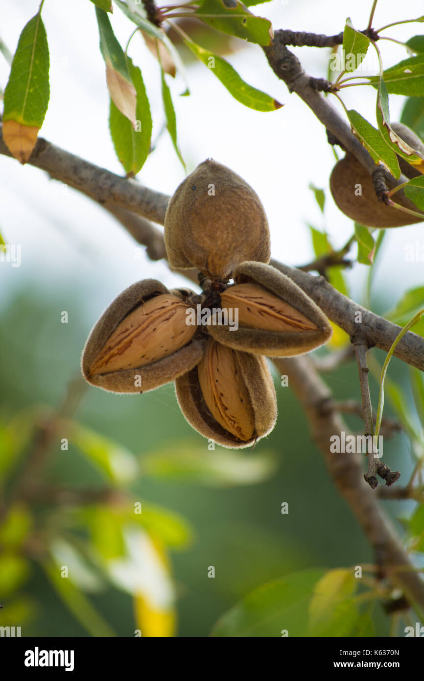 Almonds Fuzzy Ripe Ripe almonds nuts on the tree ready to harvest and eat Stock Photo - Alamy