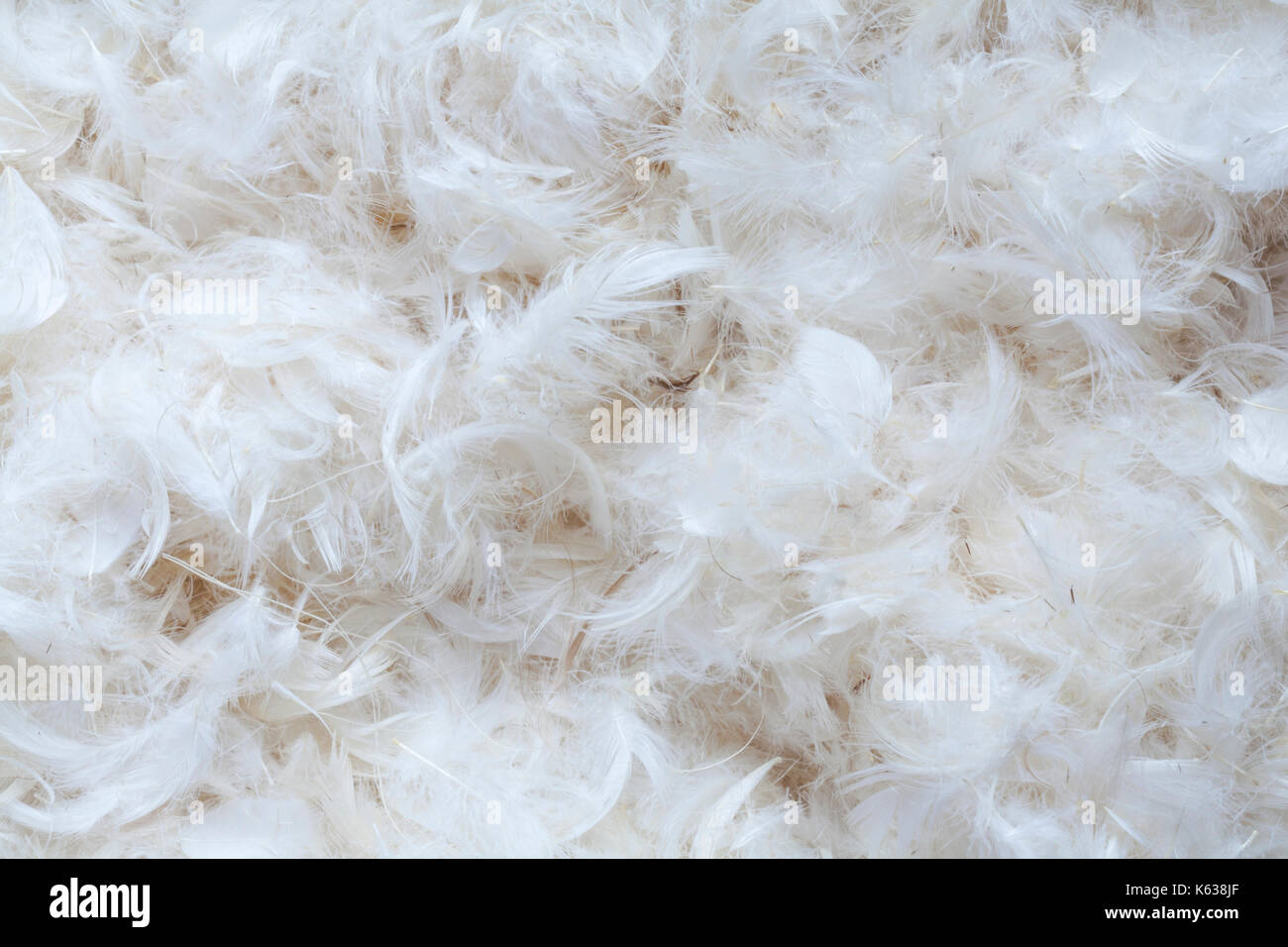 Pile of feathers hires stock photography and images Alamy