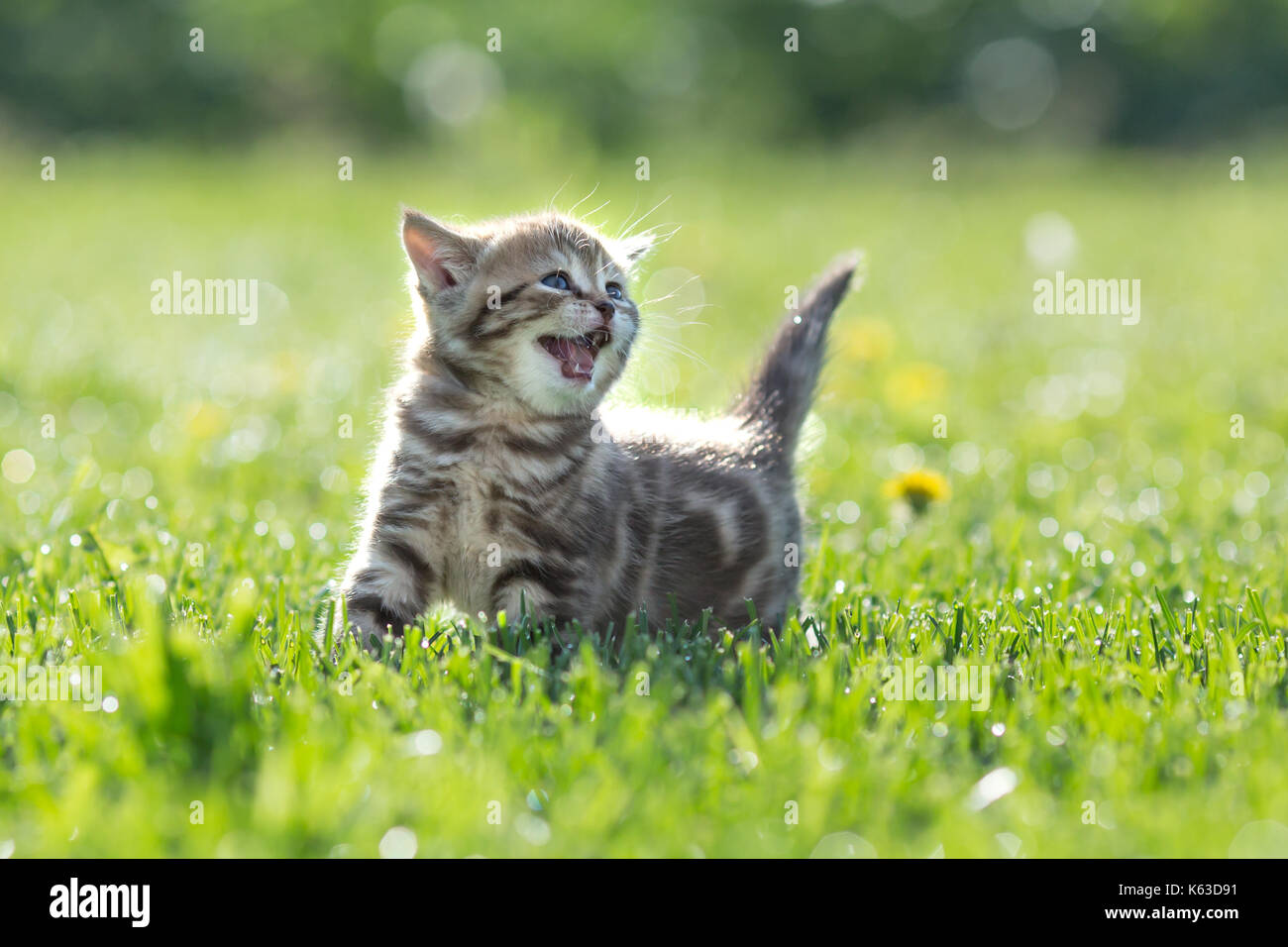 Young cute cat meowing outdoor looking up Stock Photo