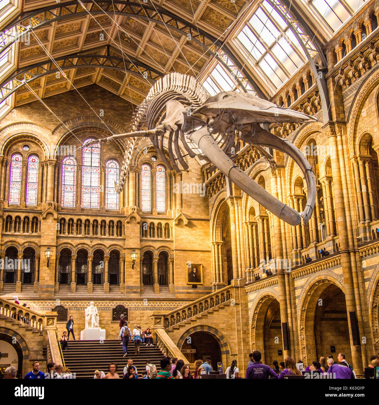 Blue Whale skeleton on display in the Hintze Hall, National History Museum, London. Stock Photo