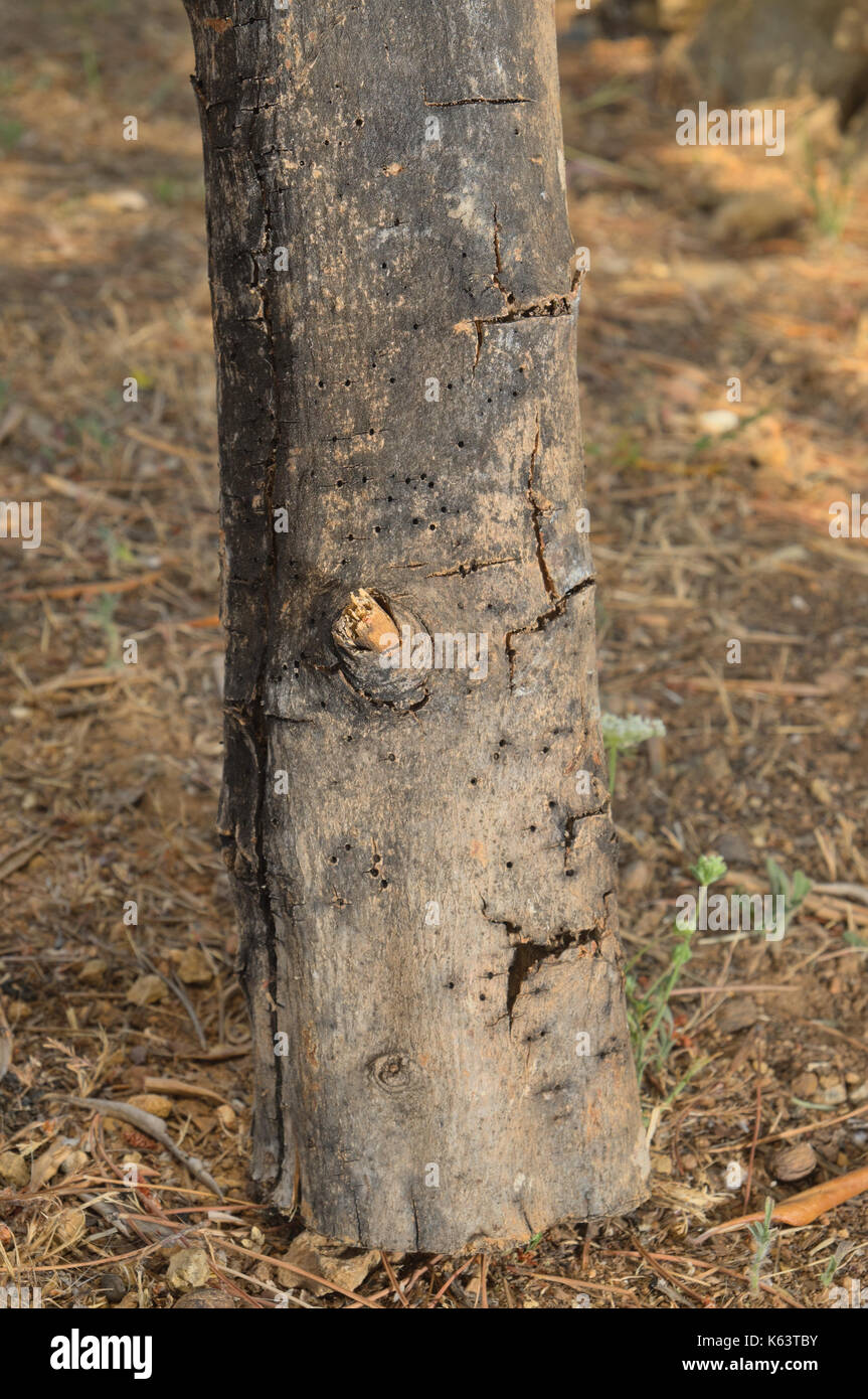 Suvivalist Hi res Stock Photography And Images Alamy